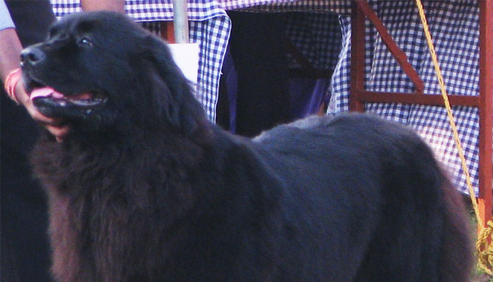 Image Caption